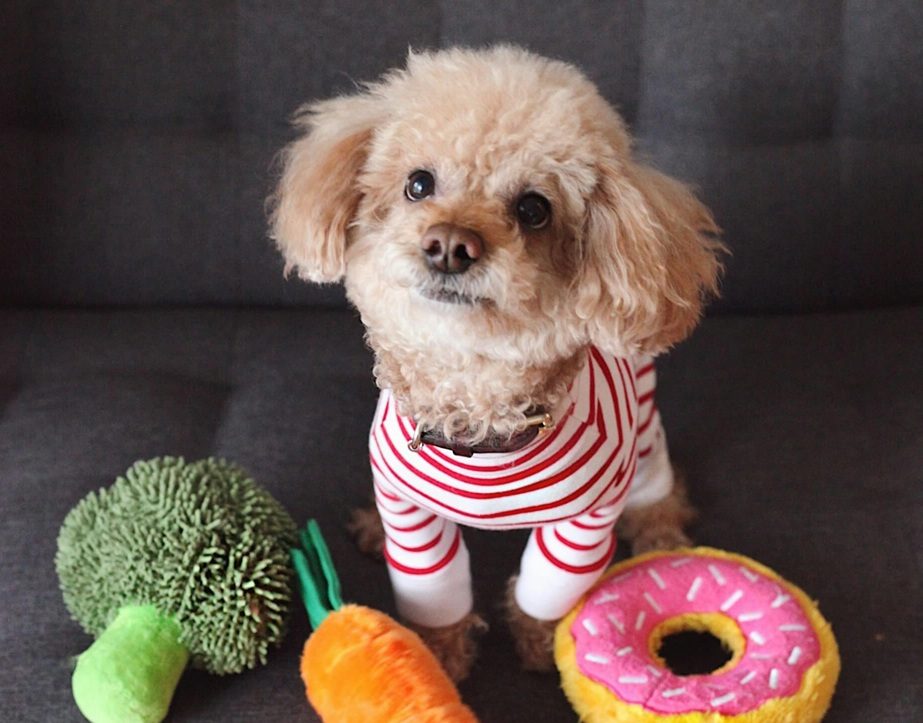 A miniature poodle sits on a grey couch wearing a striped pink sweater with toys around its front feet.
